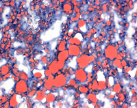 OIL RED O (C.I. 26125) FOR MICROSCOPY CE